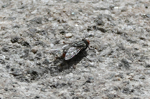 iNaturalist observation photo of Flesh Flies and Satellite Flies