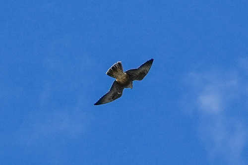 iNaturalist observation photo of Peregrine Falcon
