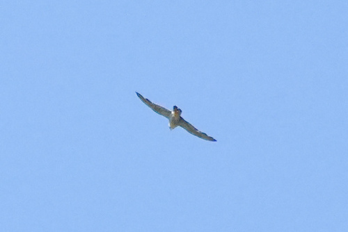 iNaturalist observation photo of Peregrine Falcon