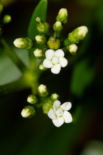 Rauvolfia semperflorens observed 2026-08-26
