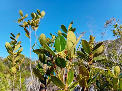 Osmanthus austrocaledonicus observed 2026-08-26