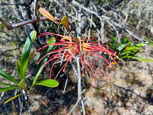 Grevillea meisneri observed 2026-08-26