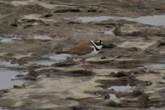 Charadrius dubius