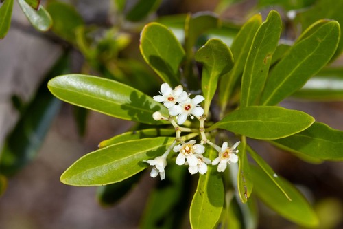 Denhamia fournieri observed 2026-08-26