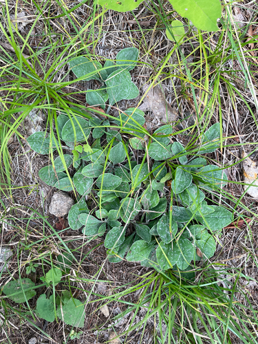 Antennaria parlinii