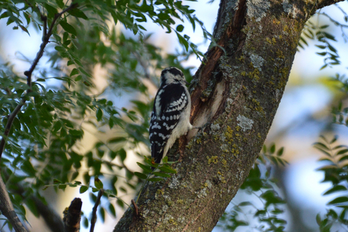 Downy Woodpecker