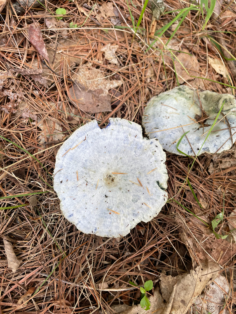 indigo milk cap · August 2026 · photo: Photo: (c) Sam Turner, some rights reserved (CC BY) · iNaturalist