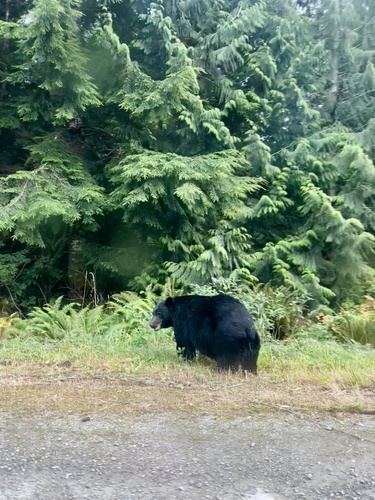 Black Bear sighting near W Coast Rd