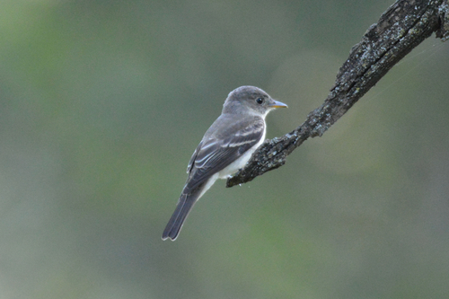 Eastern Wood-Pewee