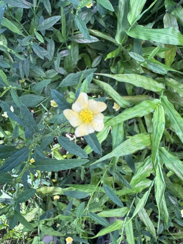 Sida rhombifolia observed 2026-08-27