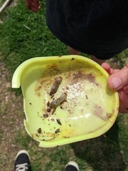 Insecta