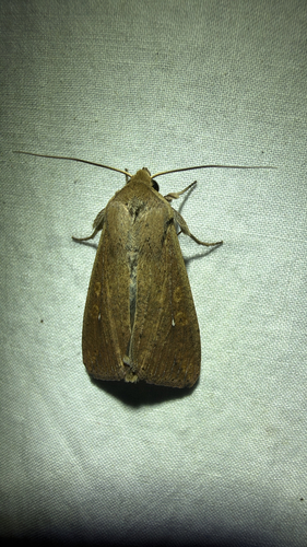 Armyworm Moth (Pseudaletia unipuncta)