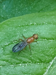 Clusiidae