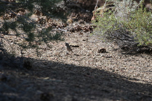 iNaturalist observation photo of Juniper Titmouse