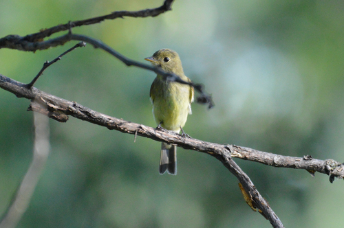 Yellow-bellied Flycatcher