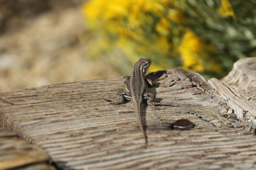 iNaturalist observation photo of Common Sagebrush Lizard