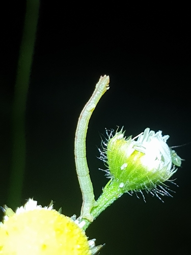 Blackberry Looper Moth (Chlorochlamys chloroleucaria)
