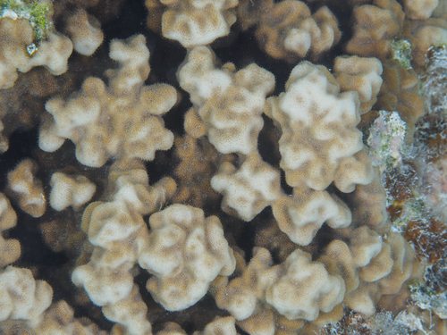 Psammocora contigua observed 2026-08-26