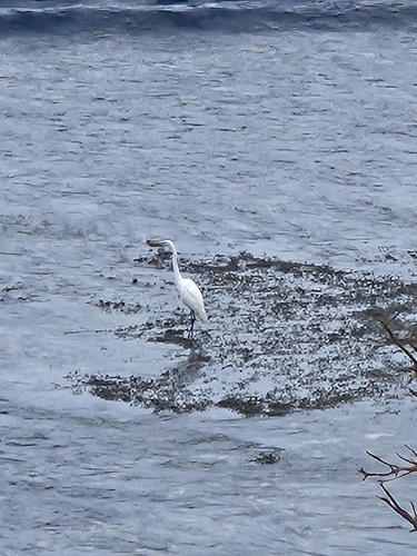 Great Egret