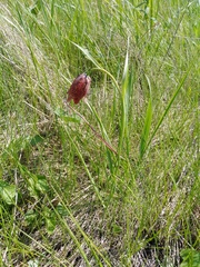 Fritillaria meleagroides