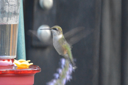 Ruby-throated Hummingbird