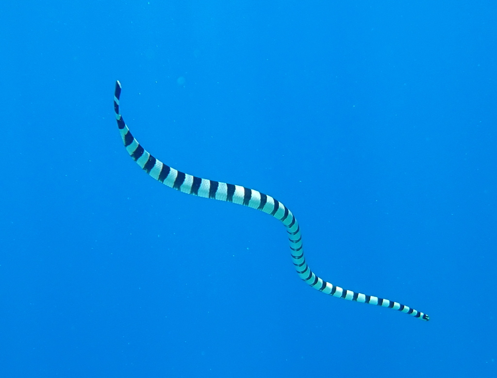 Yellow-lipped Sea Snake
