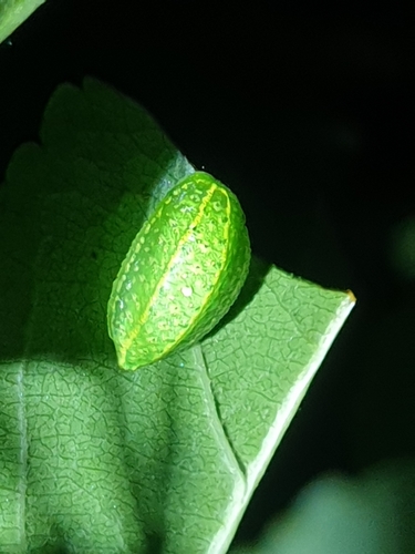 Yellow-shouldered Slug Moth (Lithacodes fasciola)