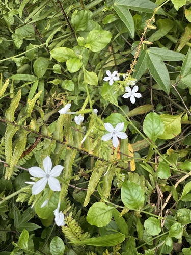 Plumbago zeylanica observed 2026-08-27