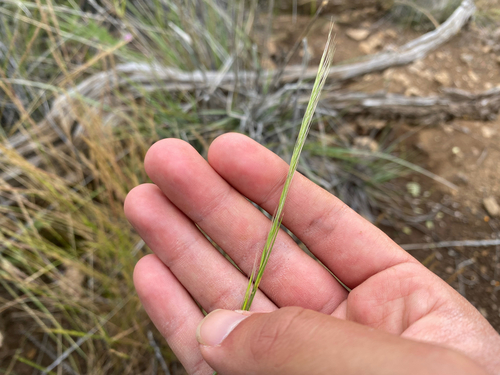 Festuca myuros observed 2026-08-27