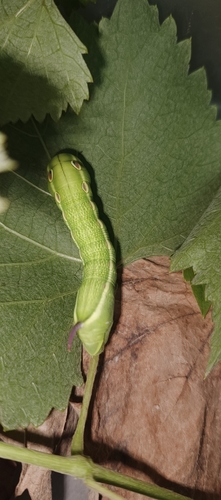 Levant Hawkmoth