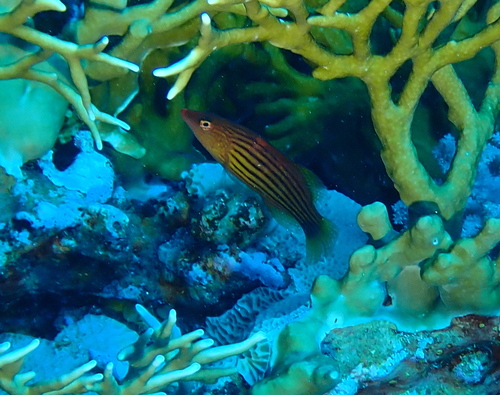 Pseudocheilinus octotaenia observed 2026-08-25