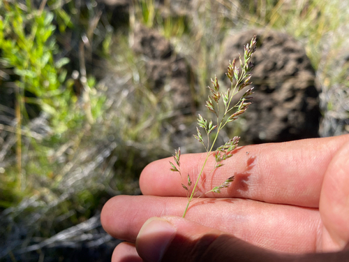 Poa pratensis observed 2026-08-27