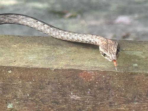 Dryophiops rubescens observed 2026-08-28