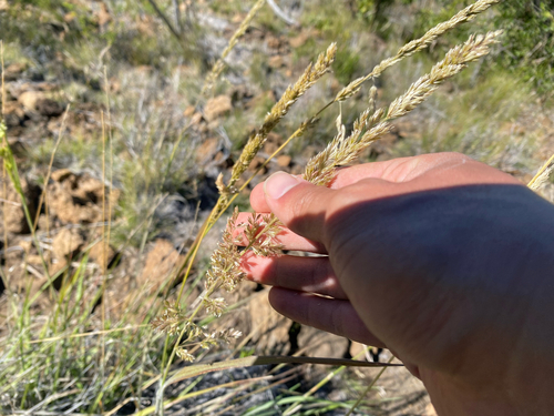 Trisetum glomeratum observed 2026-08-27