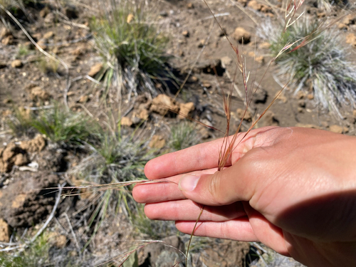 Nassella cernua observed 2026-08-27