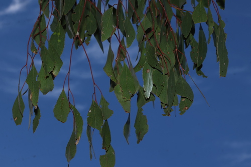 Eucalyptus populnea, photograph 6