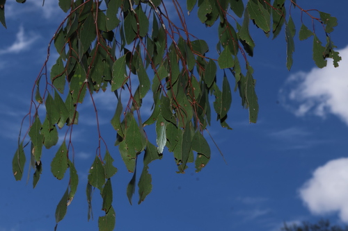 Eucalyptus populnea, photograph 5
