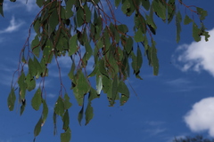 (c) Greg Tasney, some rights reserved (CC BY-SA) Eucalyptus populnea, photograph (c) Greg Tasney, some rights reserved (CC BY-SA)