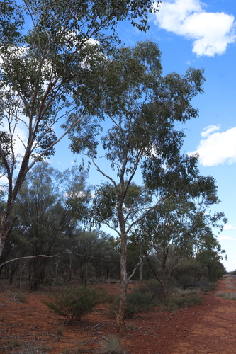 Eucalyptus populnea, photograph 4