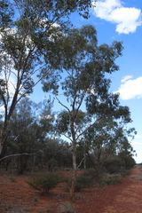 (c) Greg Tasney, some rights reserved (CC BY-SA) Eucalyptus populnea, photograph (c) Greg Tasney, some rights reserved (CC BY-SA)