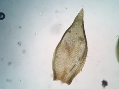 Pterigynandrum filiforme