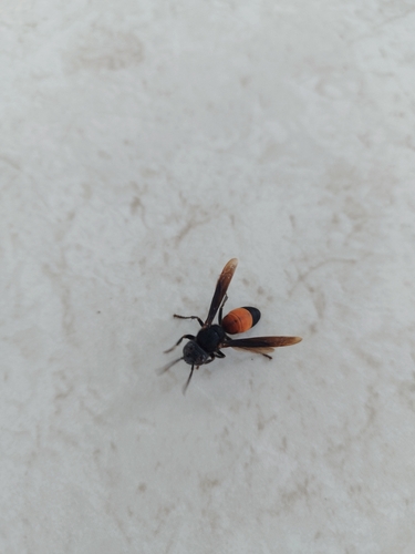 Lesser Banded Hornet