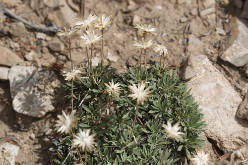 Stenotus acaulis, photograph 4