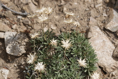 (c) Brooke Smith, some rights reserved (CC BY) Stenotus acaulis, photograph (c) Brooke Smith, some rights reserved (CC BY)