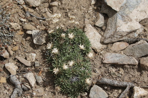 Stenotus acaulis, photograph 3