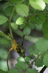 Phragmidium rosae-multiflorae