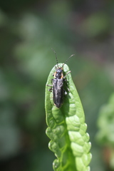 Cantharis obscura