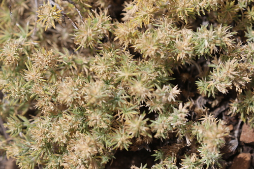 Leptosiphon nuttallii, photograph 3