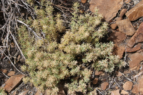 Leptosiphon nuttallii, photograph 2