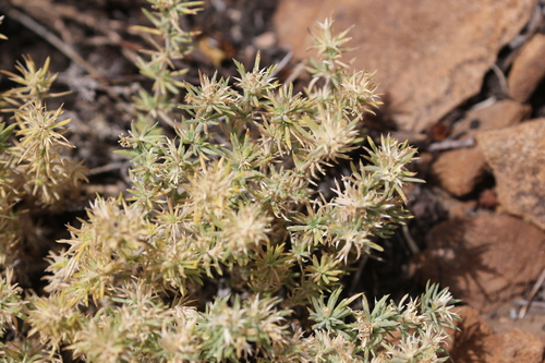 Leptosiphon nuttallii, photograph 4